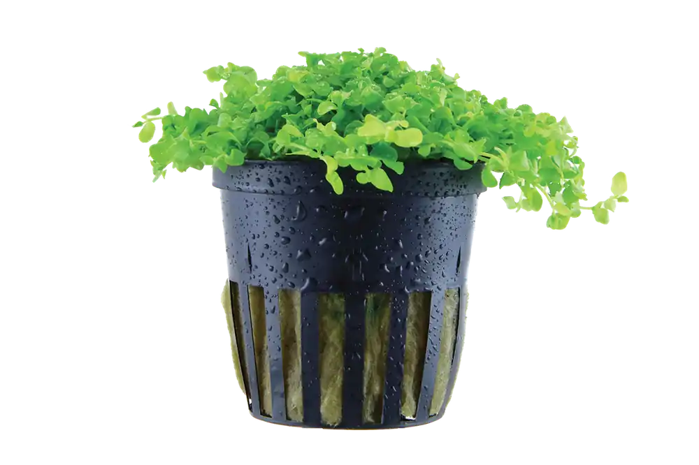Micranthemum tweediei 'Monte Carlo' - Tropica