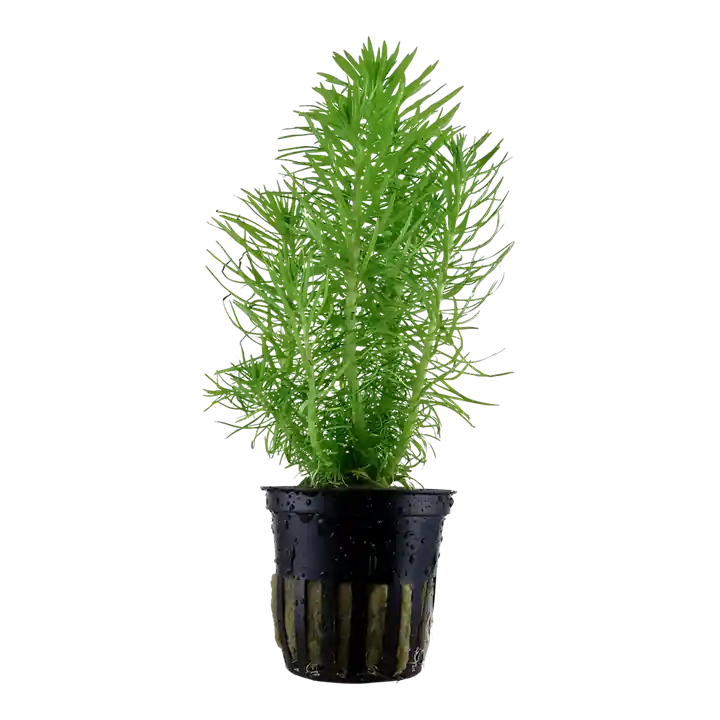 Pogostemon erectus - Tropica