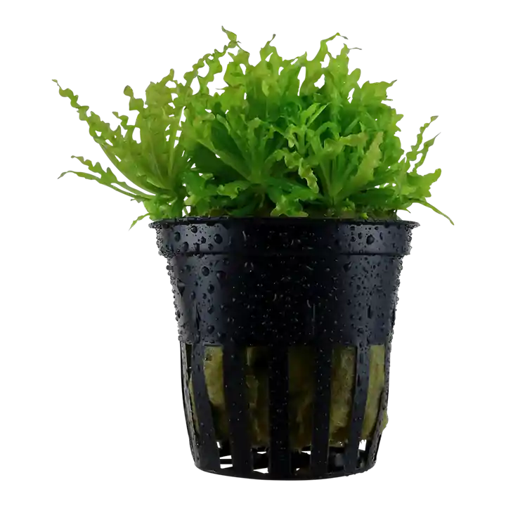 Pogostemon helferi - Tropica