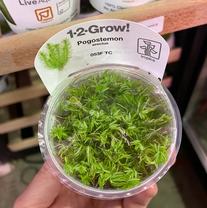 Pogostemon Erectus - TC