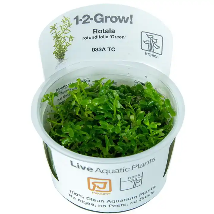 Rotala rotundifolia 'Green' - TC