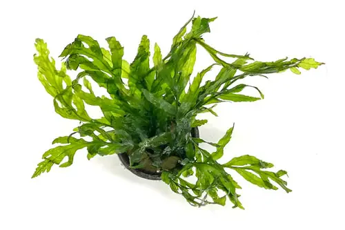 Bolbitis Heudelotii - Pot