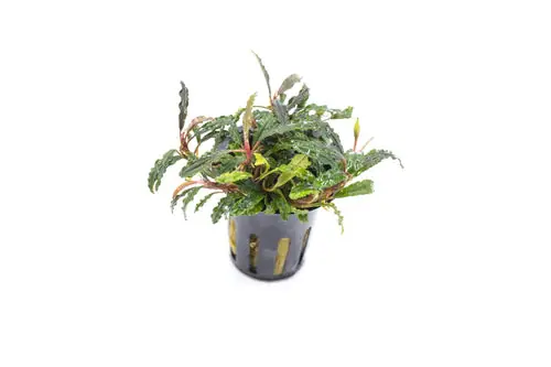 Velvet 3 Color Bucephalandra - Pot