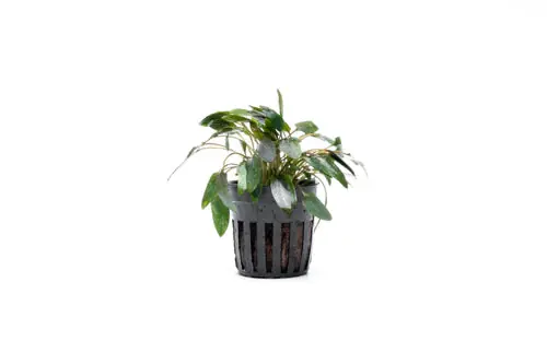 Cryptocoryne Wendtii Brown Indo - Pot