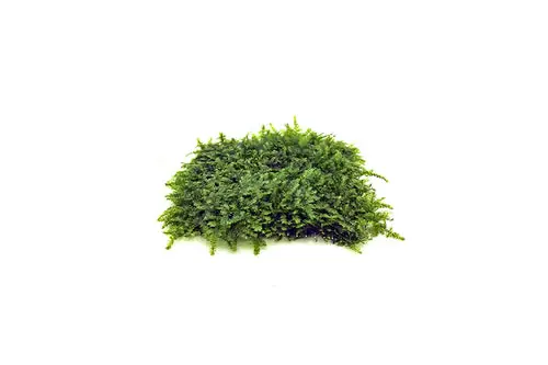 Mini Christmas Moss on Stainless Steel - Aqua Rocks Colorado