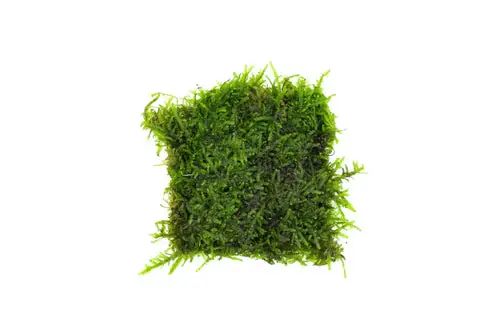 Christmas Moss on Stainless Steel - Aqua Rocks Colorado