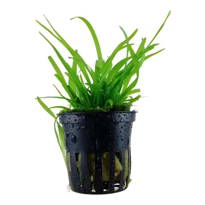 Sagittaria subulata - Tropica