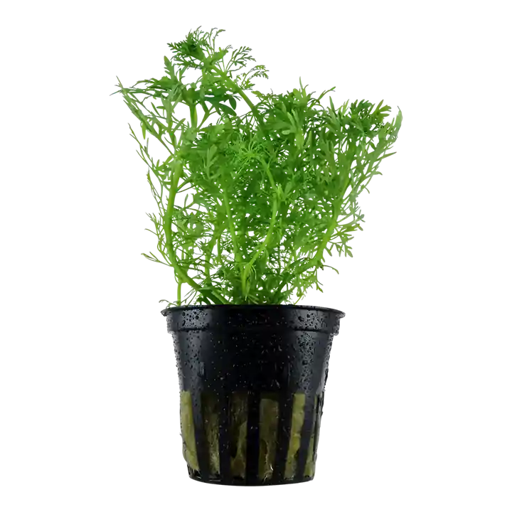Limnophila aquatica - Tropica