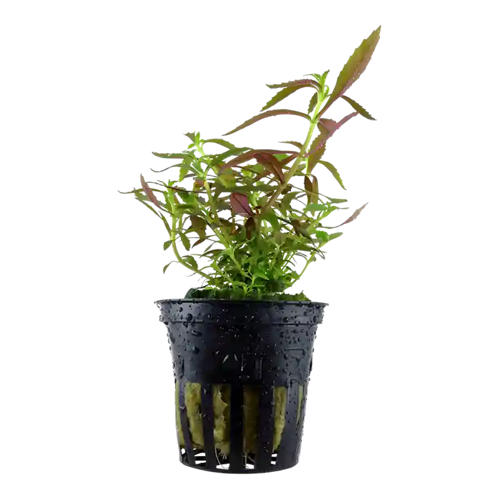 Limnophila hippuridoides- Tropica