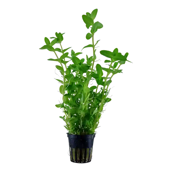 Bacopa caroliniana - Tropica
