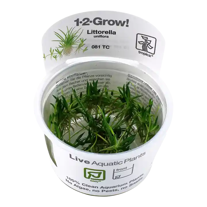 Littorella uniflora - TC