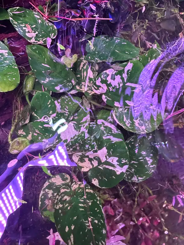 Anubias Var King - Aqua Rocks Colorado