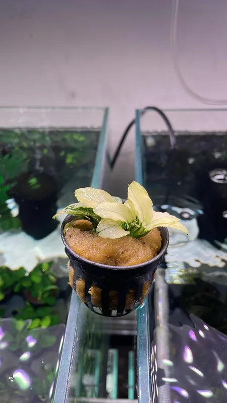 Anubias Nana Pinto - Pot - Tropica