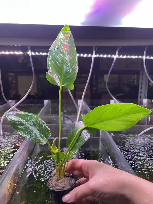 Anubias Hastifolia - Pot