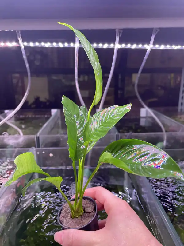 Anubias Heterophylla - Pot