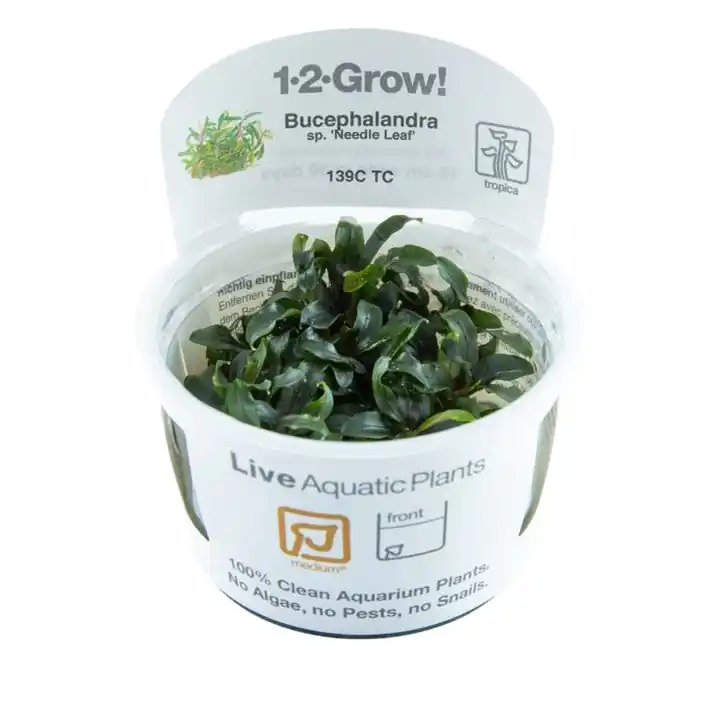 Bucephalandra sp. 'Needle Leaf' - TC