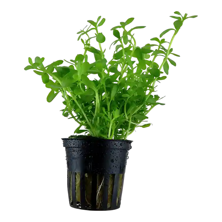 Bacopa monnieri 'Compact' - Pot