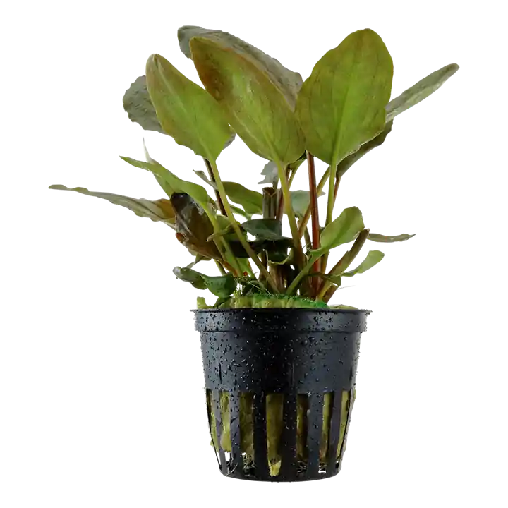 Lagenandra meeboldii 'Red' - Pot
