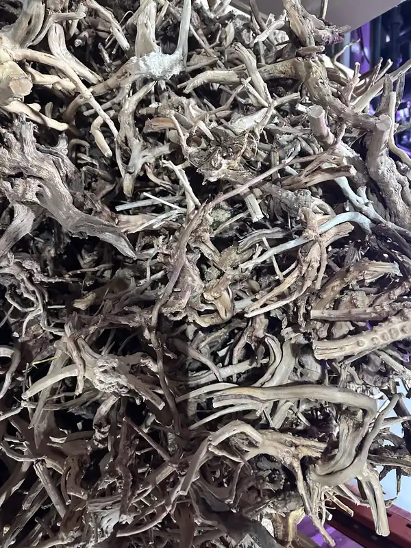 Spiderwood Small 6-12 inches