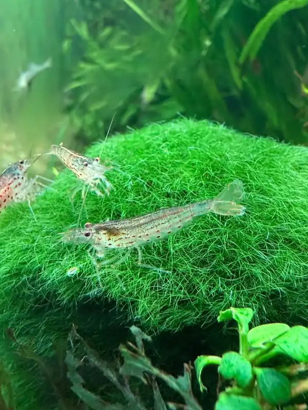 Amano Shrimp - Aqua Rocks Colorado
