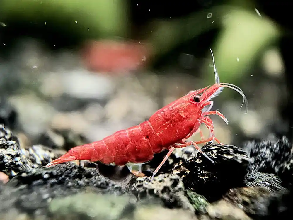 Painted Fire Red Shrimp - Aqua Rocks Colorado