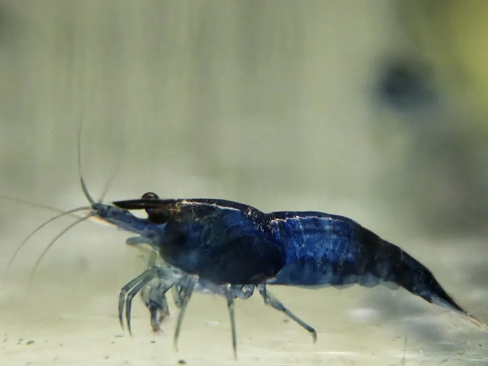 Blue Dream Shrimp - Aqua Rocks Colorado
