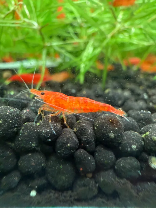 Orange Sakura Shrimp - Aqua Rocks Colorado