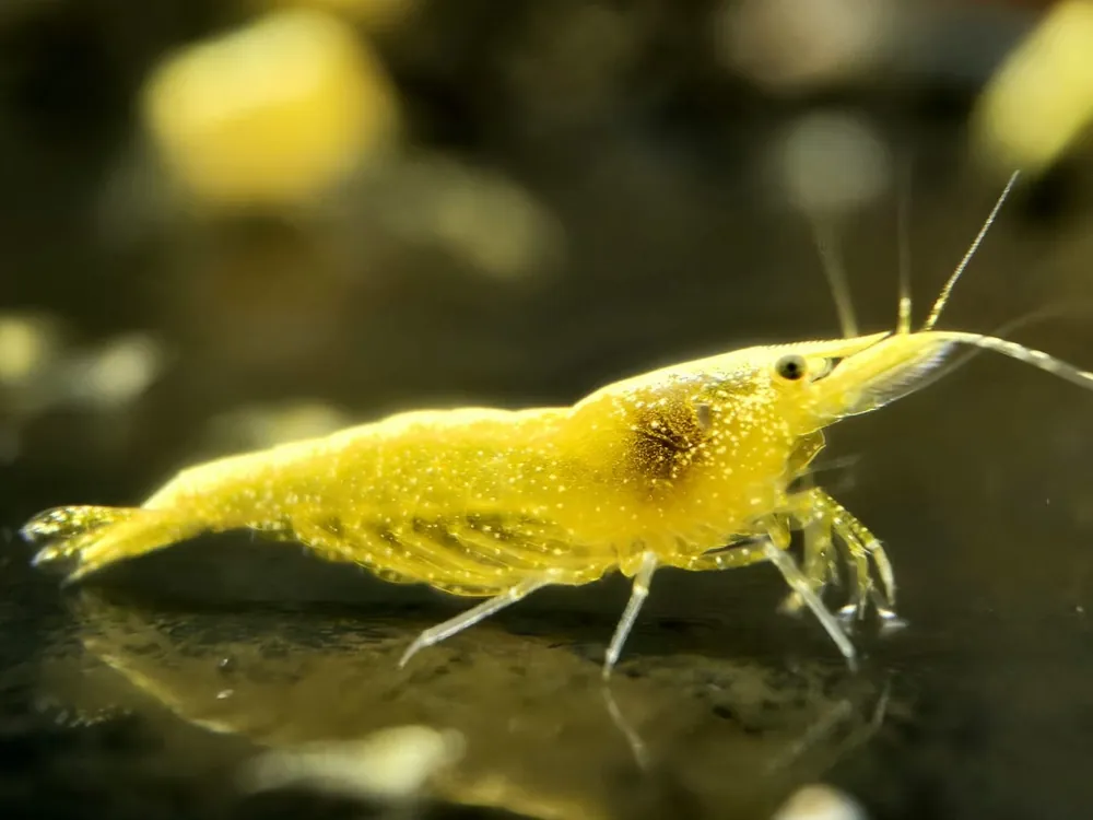 Yellow GoldenBack Shrimp - Aqua Rocks Colorado