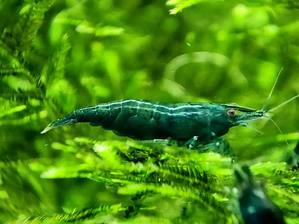 Green Jade Shrimp - Aqua Rocks Colorado