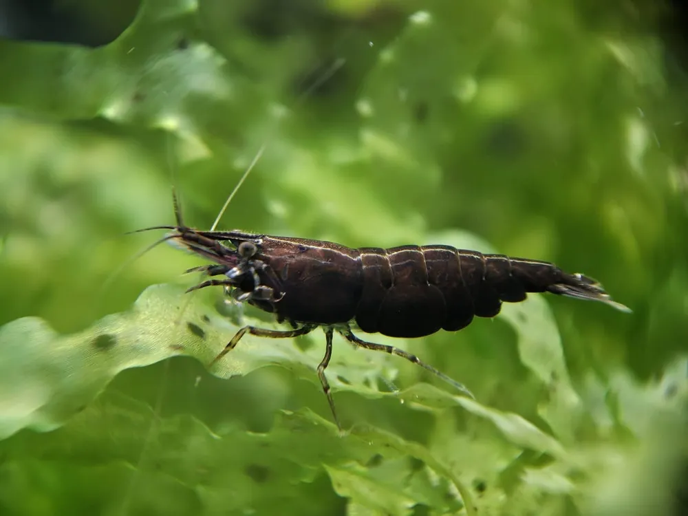 Black Rose - Chocolate Shrimp