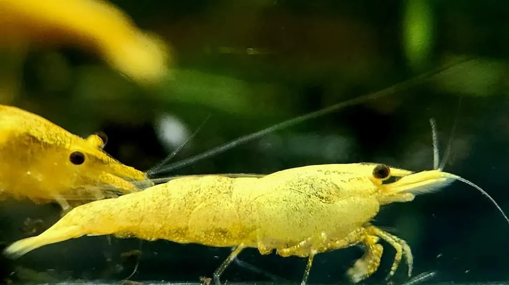 Yellow Sakura Shrimp - Aqua Rocks Colorado