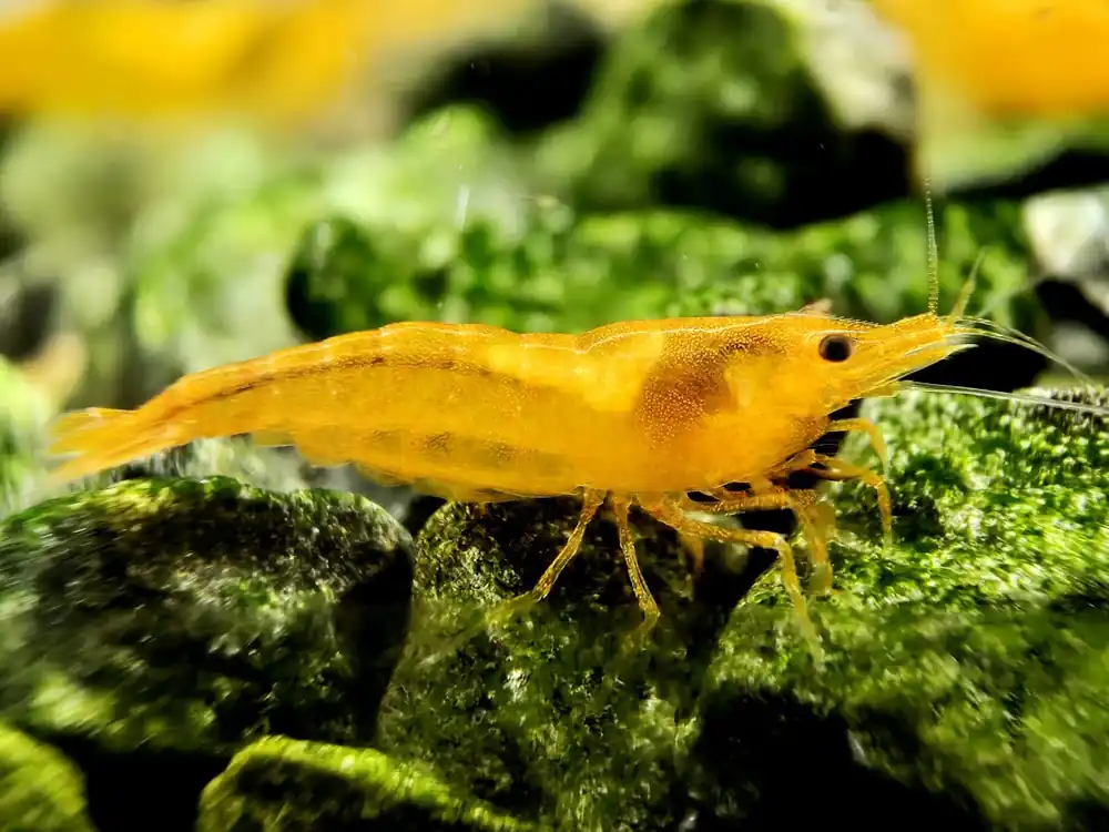 Orange Sunkist Shrimp - Aqua Rocks Colorado