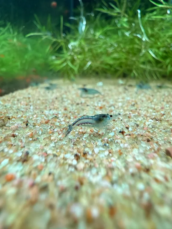 Blue Velvet Shrimp - Aqua Rocks Colorado