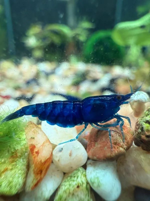 Blue Diamond Shrimp - Aqua Rocks Colorado