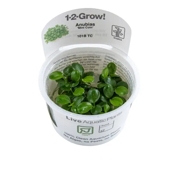 Anubias barteri 'Mini Coin' - TC
