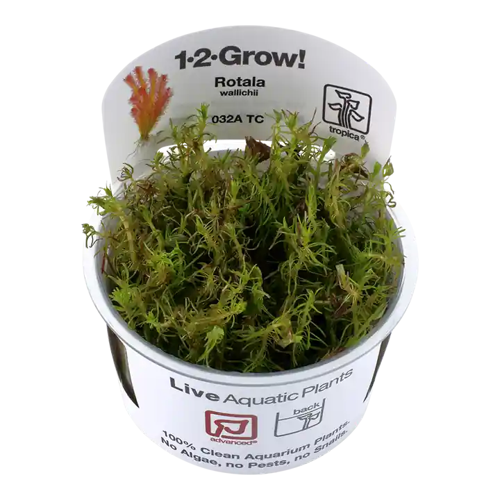Rotala wallichii - TC - Advance