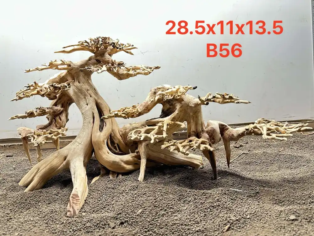 Bonsai Driftwood B56 - Aqua Rocks Colorado