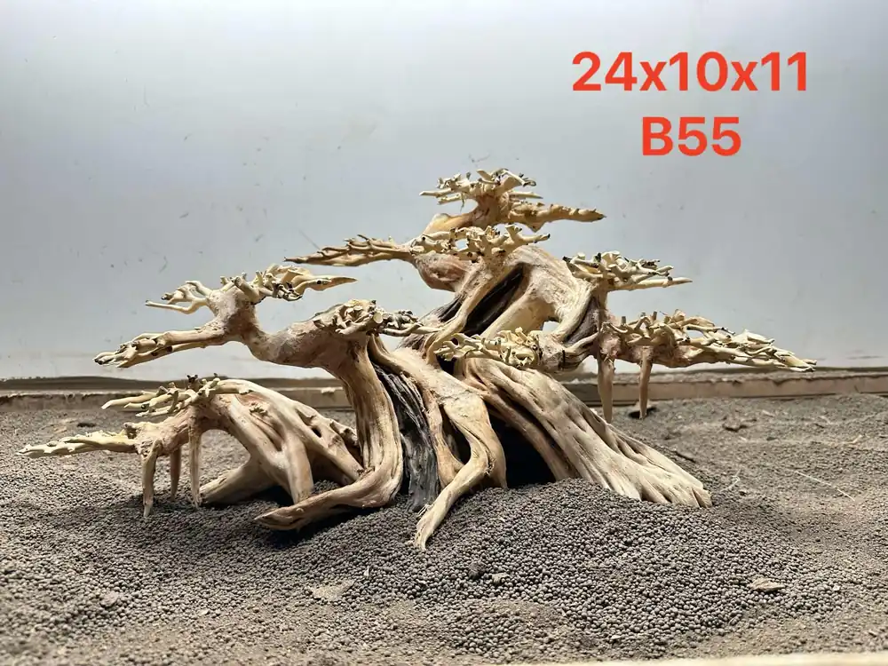 Bonsai Driftwood B55 - Aqua Rocks Colorado