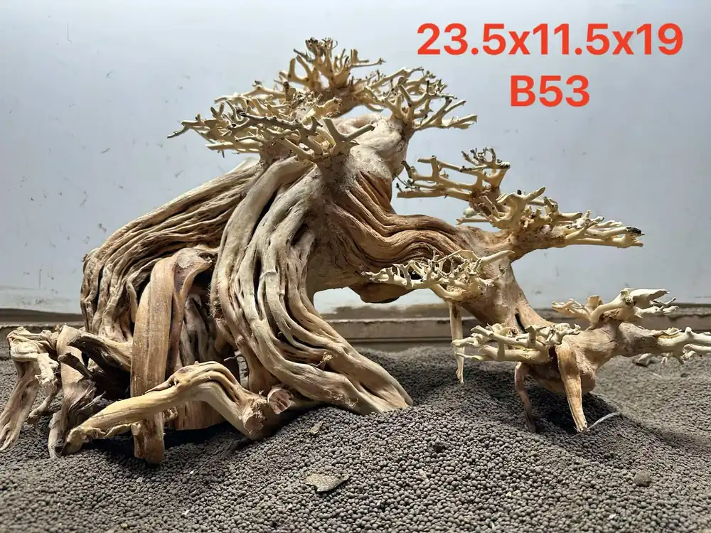 Bonsai Driftwood B53 - Aqua Rocks Colorado