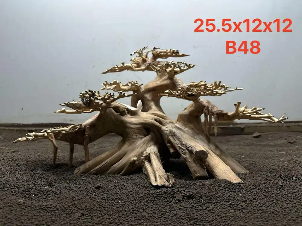 Bonsai Driftwood B48 - Aqua Rocks Colorado