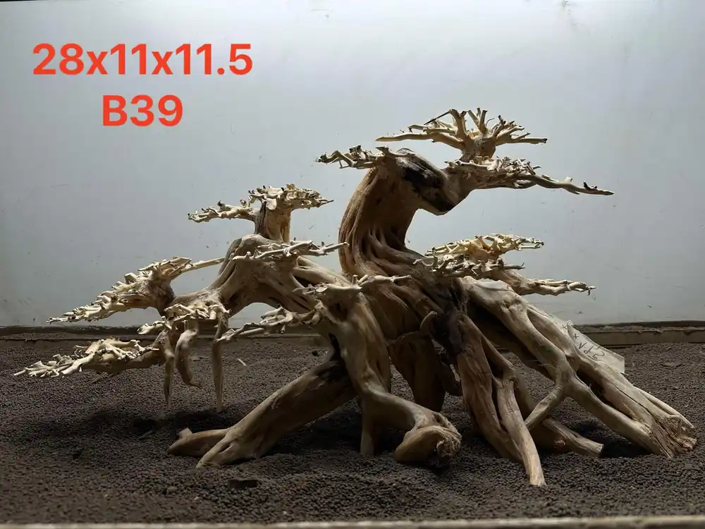 Bonsai Driftwood B39 - Aqua Rocks Colorado