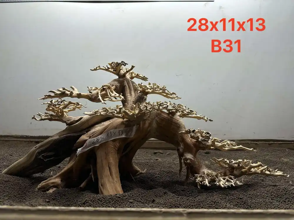 Bonsai Driftwood B31 - Aqua Rocks Colorado