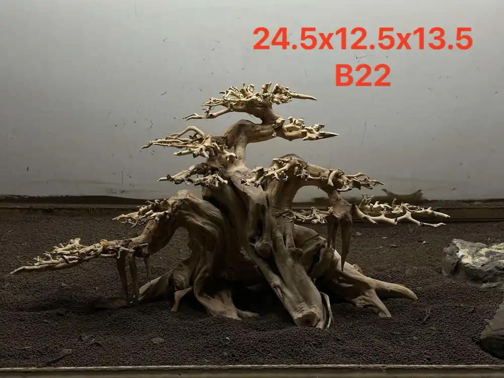 Bonsai Driftwood B22 - Aqua Rocks Colorado