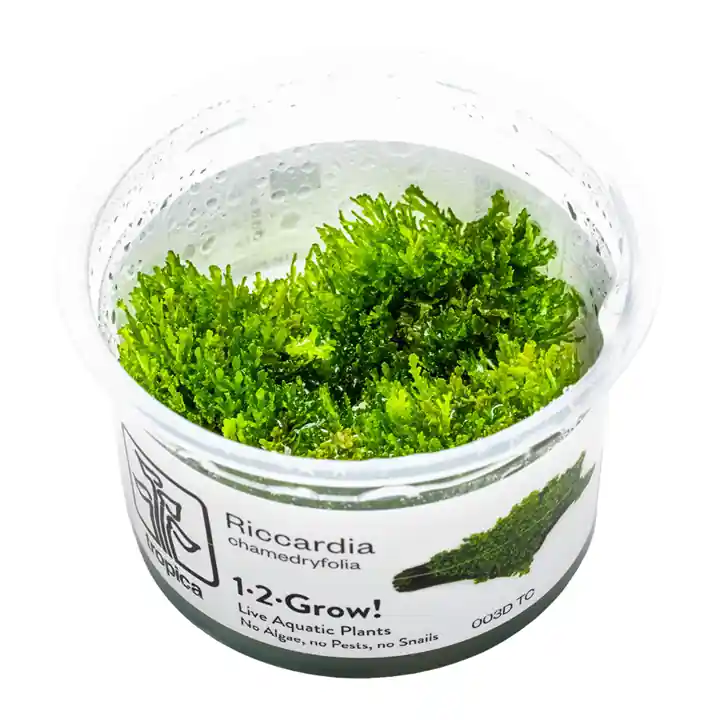 Riccardia chamedryfolia - TC - Medium