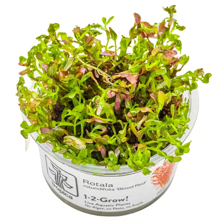 Rotala rotundifolia 'Blood Red' - TC - Medium