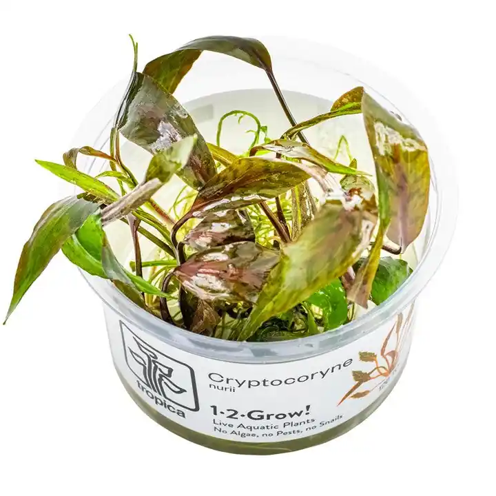 Cryptocoryne nurii - TC - Easy