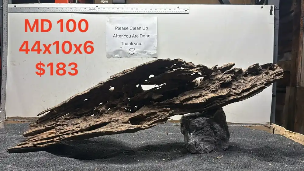 Malaysian Driftwood Showpiece - Aqua Rocks Colorado