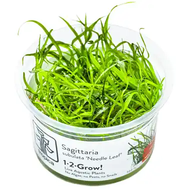 Sagittaria subulata Needle Leaf - TC