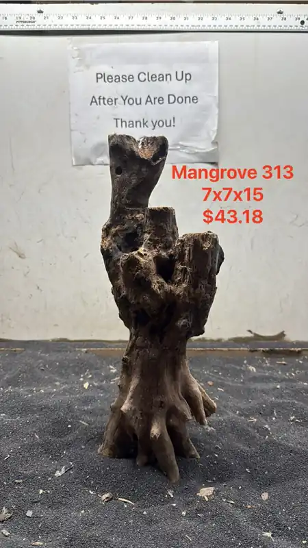 Mangrove Tree Stump 313 - Aqua Rocks Colorado