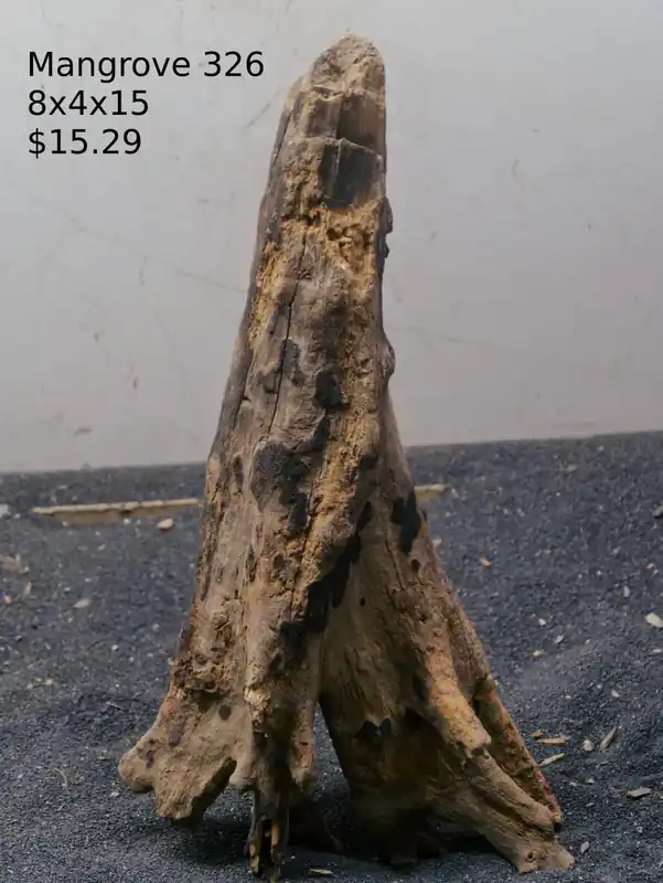 Mangrove Tree Stump 326 - Aqua Rocks Colorado